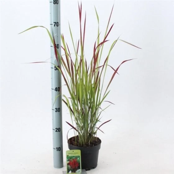 Imperata Cylindrica 'Red Baron' C2 20-25 Cm 1 Imperata Cylindrica 'Red Baron' C2 20-25 Cm