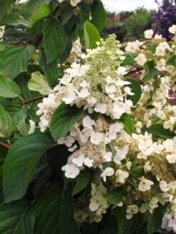 Hydrangea Paniculata 'Grandiflora' C2 25-30 Cm