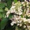 Hydrangea Paniculata 'Grandiflora' C10 60-80 Cm