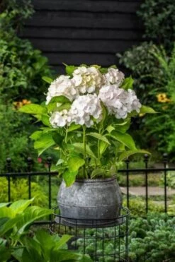 Hydrangea Macrophylla 'Madame Emile Mouillère' C3.5 25-30 Cm
