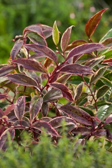 Leucothoe Fontanesiana Whitewater C2 25-30 Cm 3 Leucothoe Fontanesiana Whitewater C2 25-30 Cm - Afbeelding 3