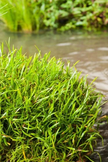 Lilaeopsis Brasiliensis M11 Cm 1 Lilaeopsis Brasiliensis M11 Cm