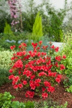 Rhododendron (AJ) 'Stewartstonian' C4 30-40 Cm