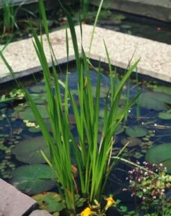 Acorus Calamus P9 Cm