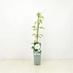 Clematis 'Miss Bateman' C2 60-70 Cm