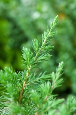 Juniperus Conferta 'Schlager' C5 40-50 Cm