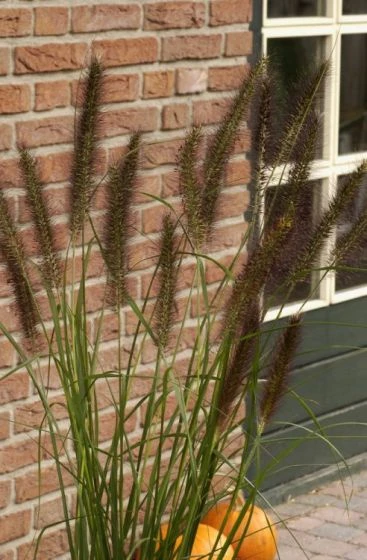 Pennisetum Alopecuroides Viridescens C2 Cm 2 Pennisetum Alopecuroides Viridescens C2 Cm - Afbeelding 2