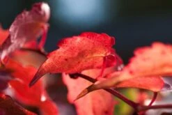 Parthenocissus Tricuspidata 'Veitchii' C2 80_100_CM
