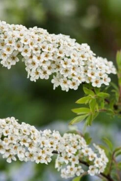 Nieuwkomers -Tuinbenodigdheden Verkoop 2024 2WLDLELW 07c2 1