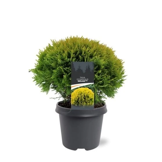 Thuja Occidentalis 'Mirjam' C5 30-40 Cm 3 Thuja Occidentalis 'Mirjam' C5 30-40 Cm - Afbeelding 3