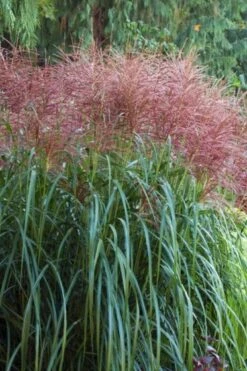 Miscanthus Sinensis 'Rotsilber' P11 Cm