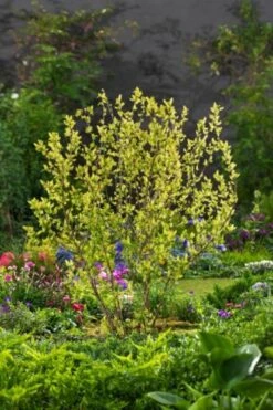 Ribes Alpinum C10 100-125 Cm