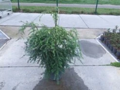 Tsuga Canadensis C10 100-125 Cm