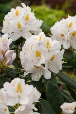 Rhododendron 'Cunningham's White' C5 Cm