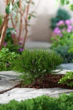 Pinus Mugo Pumilio C12 40-50 Cm