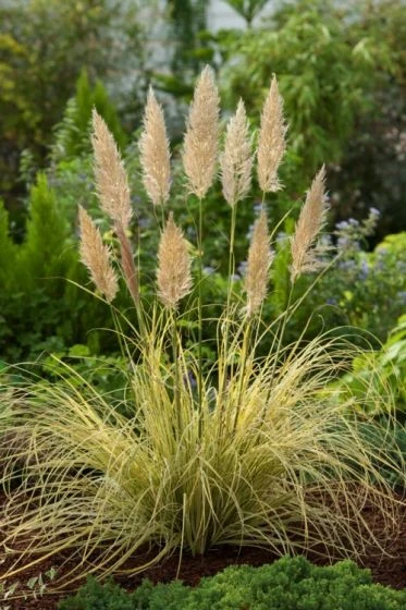 Cortaderia Selloana 'Splendid Star' C2 Cm 2 Cortaderia Selloana 'Splendid Star' C2 Cm - Afbeelding 2