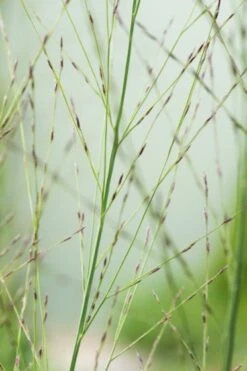 Molinia Arundinacea 'Transparent' P9 Cm