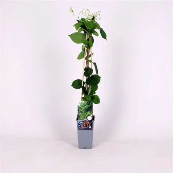 Celastrus Orbiculatus 'Diana' C2 60-70 Cm 3 Celastrus Orbiculatus 'Diana' C2 60-70 Cm - Afbeelding 3