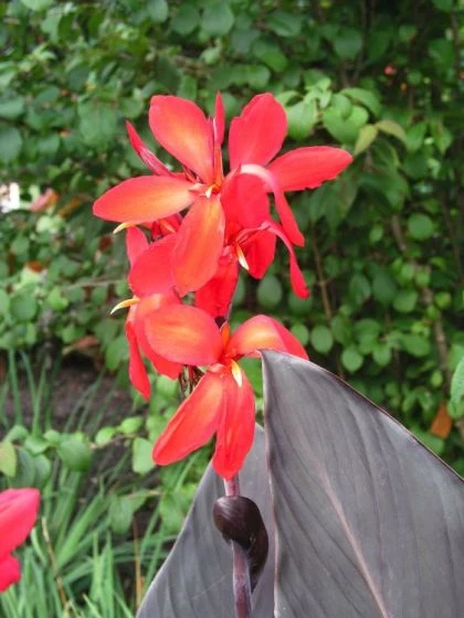 Canna 'Red Futurity' Bol Cm 25 Stuks 1 Canna 'Red Futurity' Bol Cm 25 Stuks