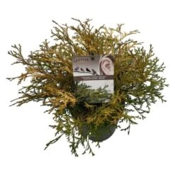 Chamaecyparis Obtusa 'Kamarachiba' C2 25-30 Cm