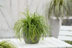 Carex Oshimensis 'Everlime' C1 Cm