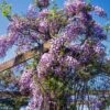 Wisteria Floribunda 'Domino' C2 60-70 Cm