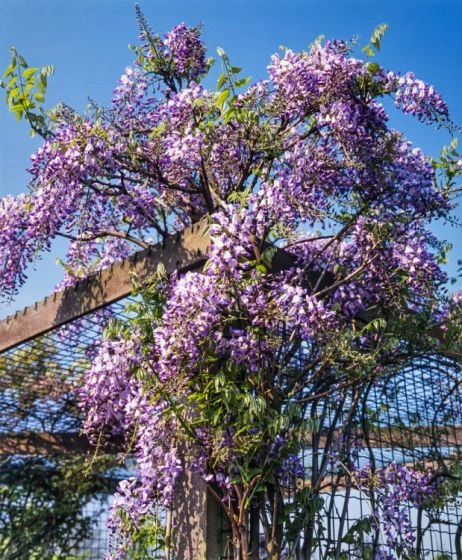 Wisteria Floribunda 'Domino' C2 60-70 Cm 1 Wisteria Floribunda 'Domino' C2 60-70 Cm