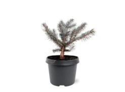 Picea Pungens 'Karpaten' C3 20-25 Cm -Tuinbenodigdheden Verkoop 2024 44Z5TPG6 1a3e