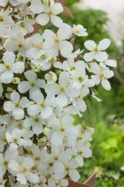 Clematis Montana Grandiflora C2 60-80 Cm