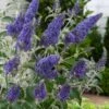 Buddleja 'Lochinch' C2 40-60 Cm
