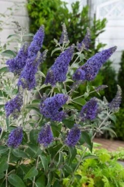 Buddleja 'Lochinch' C2 40-60 Cm