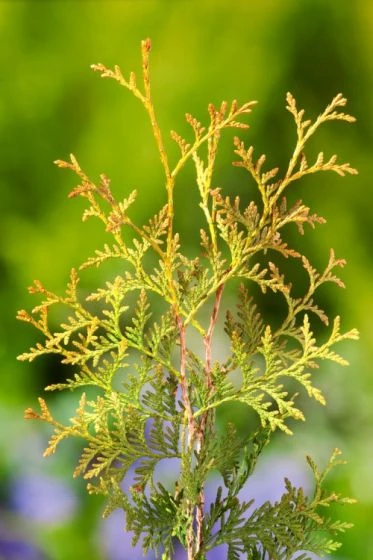 Thuja Occidentalis 'Brabant' C3.5 60-80 Cm 2 Thuja Occidentalis 'Brabant' C3.5 60-80 Cm - Afbeelding 2