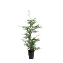 Cupressocyparis Leylandii C4 80-100 Cm -Tuinbenodigdheden Verkoop 2024 47BJ5KND 9b89