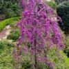 Cercis Canadensis C35 100-125 Cm