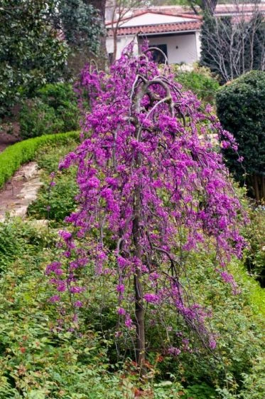 Cercis Canadensis C35 100-125 Cm 1 Cercis Canadensis C35 100-125 Cm