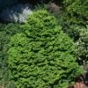 Chamaecyparis Obtusa 'Kosteri' C3.5 20-25 Cm