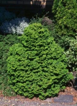 Chamaecyparis Obtusa 'Kosteri' C3.5 20-25 Cm