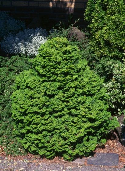 Chamaecyparis Obtusa 'Kosteri' C3.5 20-25 Cm 1 Chamaecyparis Obtusa 'Kosteri' C3.5 20-25 Cm