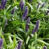 Liriope Muscari P9 Cm