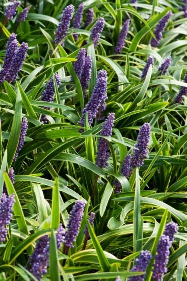 Liriope Muscari P9 Cm 1 Liriope Muscari P9 Cm