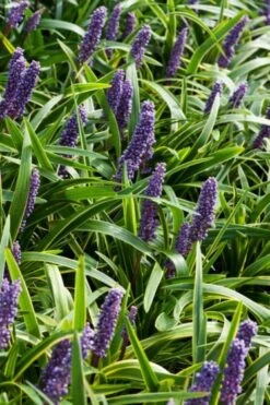 Liriope Muscari C2 Cm