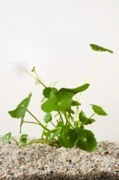 Hydrocotyle Vulgaris M11 Cm