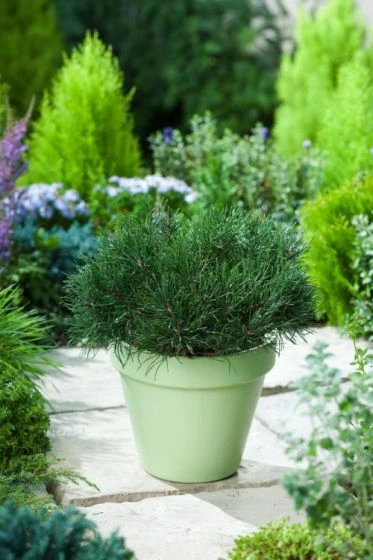 Pinus Mugo Pumilio C12 40-50 Cm 2 Pinus Mugo Pumilio C12 40-50 Cm - Afbeelding 2