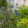 Caryopteris Clandonensis 'Heavenly Blue' P9 Cm
