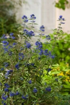 Caryopteris Clandonensis 'Heavenly Blue' P9 Cm