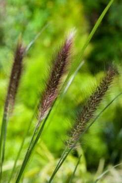 Pennisetum Alopecuroides Viridescens P9 Cm -Tuinbenodigdheden Verkoop 2024 49LHDP6T 61cc 1