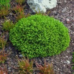 Picea Abies 'Little Gem' C3 20-25 Cm