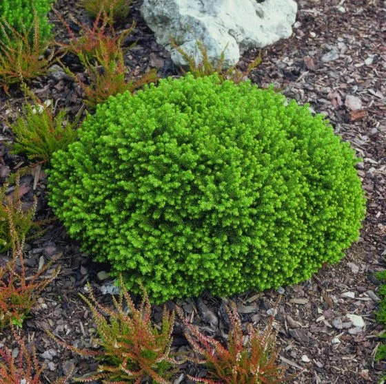 Picea Abies 'Little Gem' C3.5 20-25 Cm 1 Picea Abies 'Little Gem' C3.5 20-25 Cm