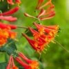 Lonicera Brownii 'Dropmore Scarlet' C2 80-100 Cm