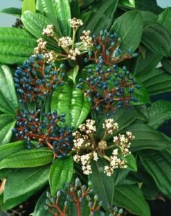 Viburnum Davidii C7.5 30-40 Cm
